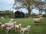 Shack and sheep